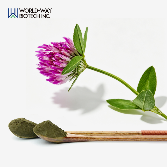 Red Clover Extract Red Clover Extract